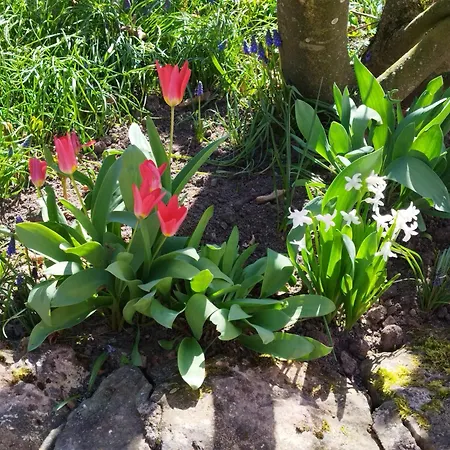 Idyllisches Fachwerkhäusle Mit Terrasse Am Tor Zum Schwarzwald Ferienhaus *
